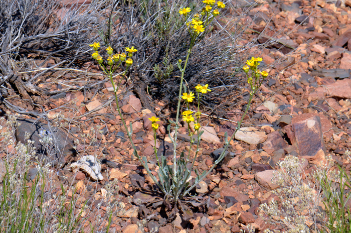 Oak Creek Ragwort grows to about 2 or 3.5 feet (60-100 cm) tall and blooms from March or April to May or June Packera quercetorum